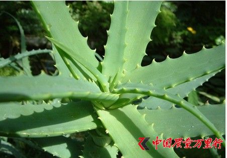 MJC˽JCJC֮JCB(yng)ĳԷ